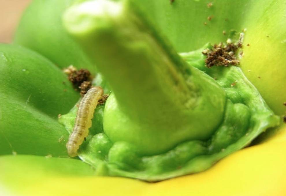 European corn borer a threat to greenhouse peppers The Grower